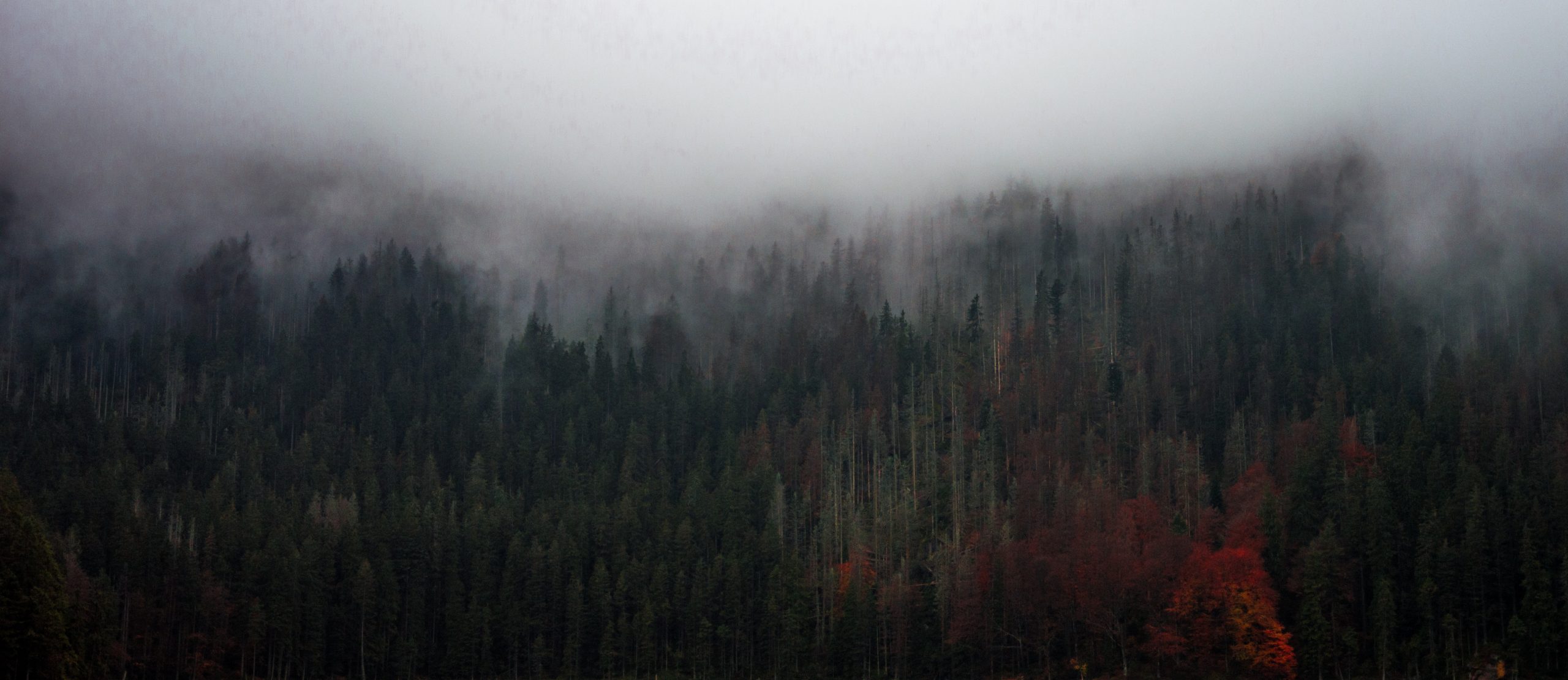 Wald mit Nebelschwaden, Bild im Artikel Jahreskreisfest Samhain<br />
Quelle: Unsplash / David Zvonar