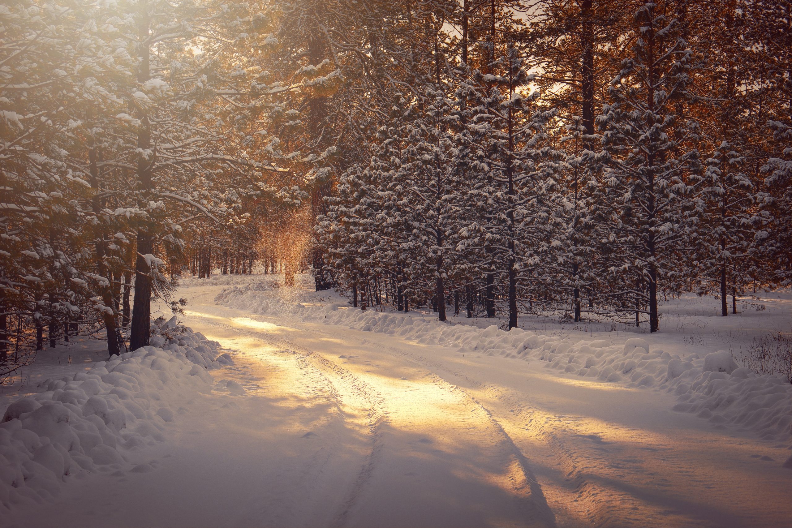 Winter Wald, Schnee, Sonnenstrahlen - Bild im Artikel :Jahreskreisfest Yule