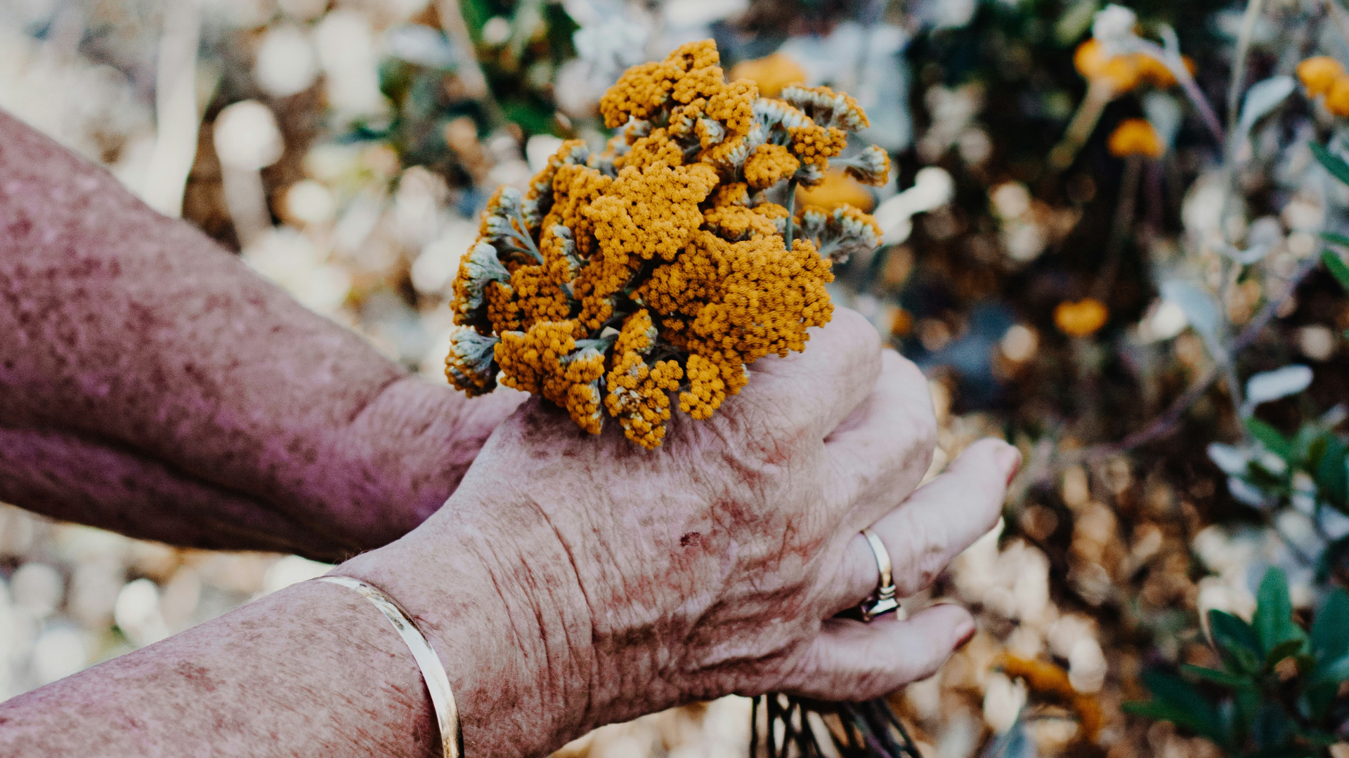 old hands holding yellow flowers Ahnenheilung Quelle : Unsplash / Sincerely Media